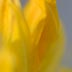 azalea