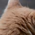 cathead