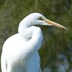 egret