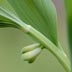 lilyofthevalley