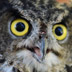 owl