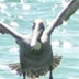 pelican