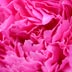peony