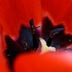 red2