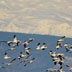snowgeese
