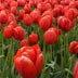 tulips1