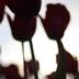tulips2